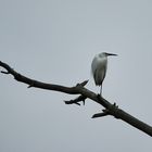 l'aigrette !