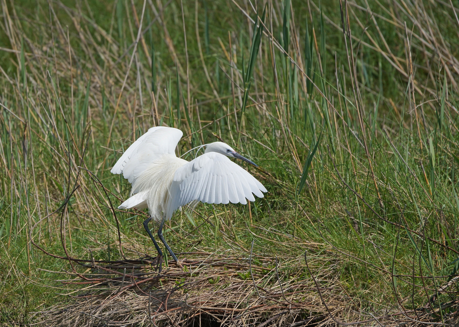 L'aigrette