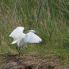 L'aigrette