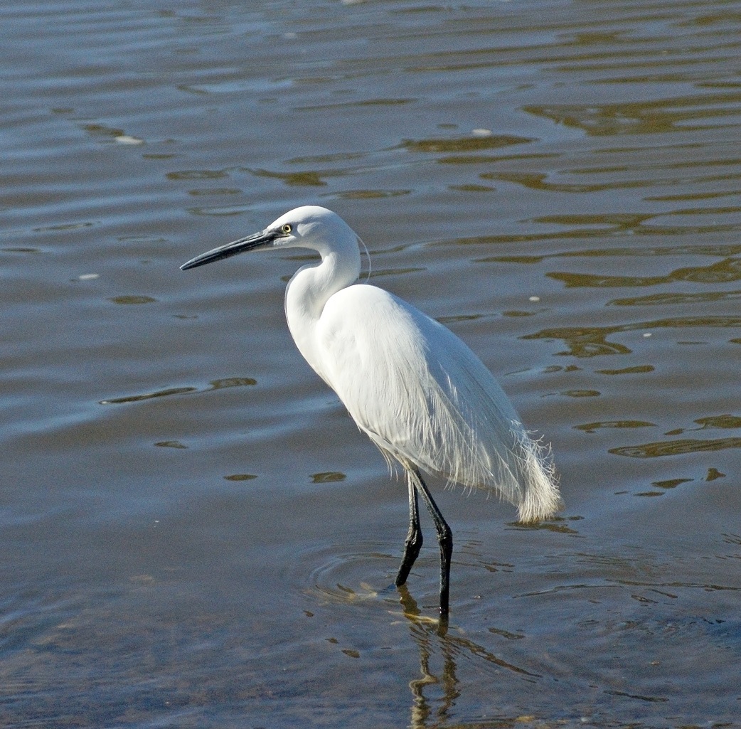 L'aigrette