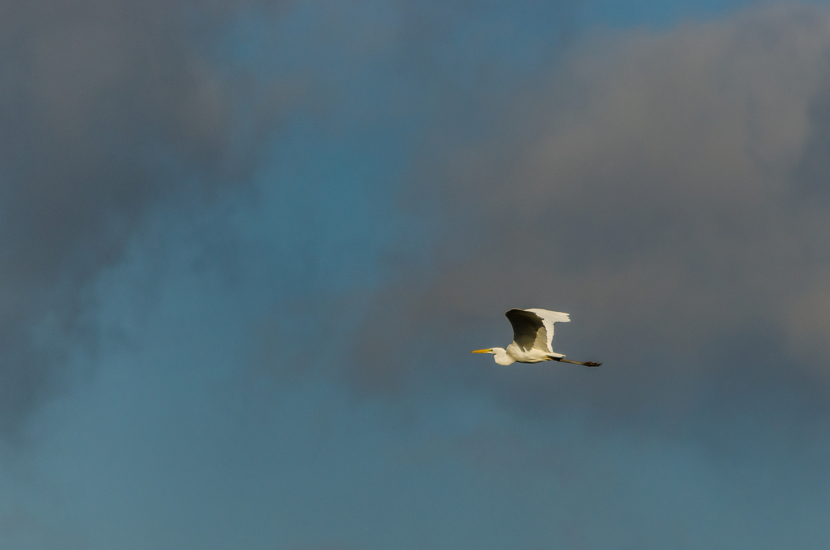 L'aigrette