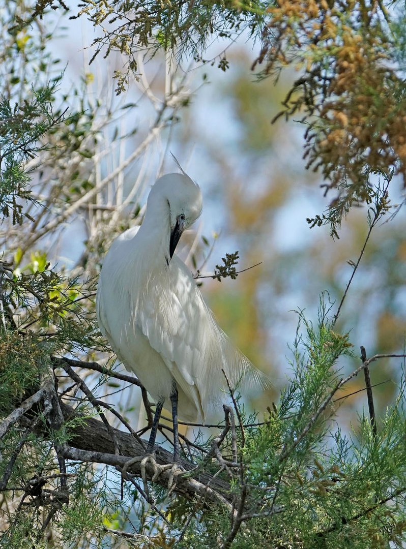 L'aigrette