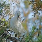 L'aigrette