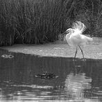 L'aigrette