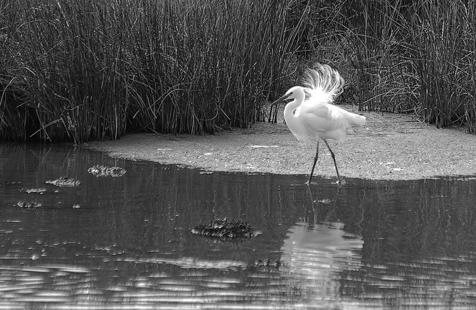 L'aigrette