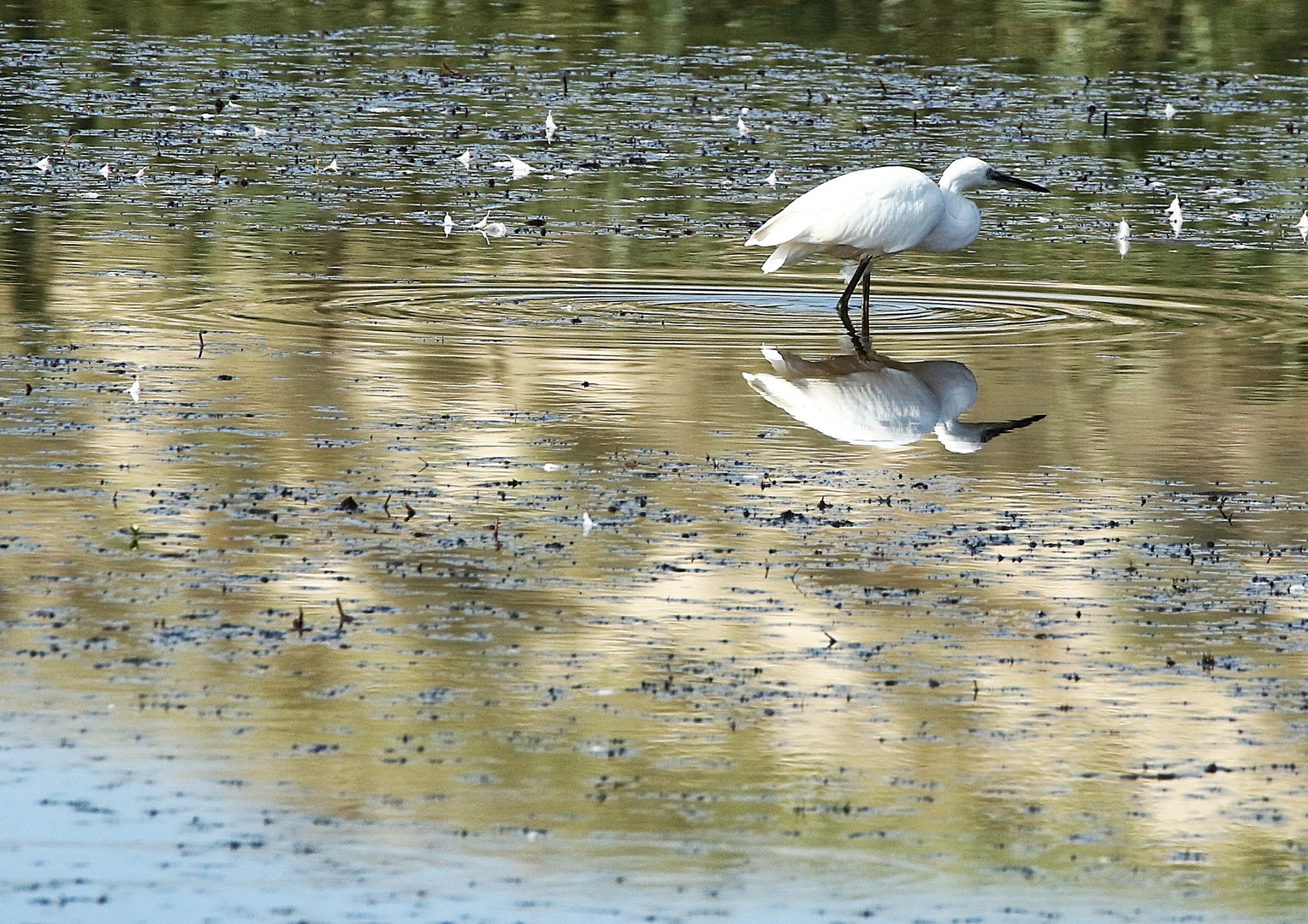 l'aigrette !