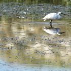 l'aigrette !