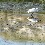 l'aigrette !