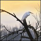 l'aigrette