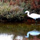 L'aigrette