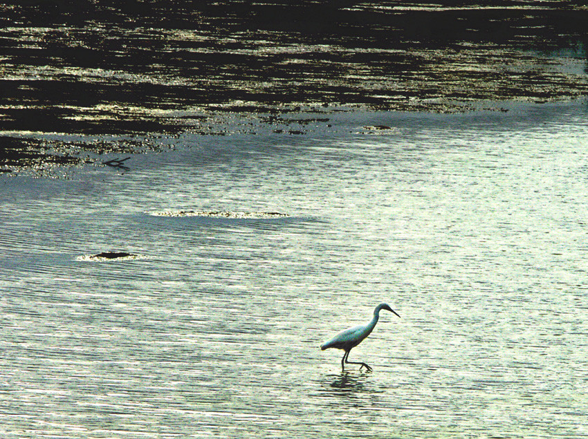 L'aigrette à la chasse