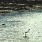 L'aigrette à la chasse