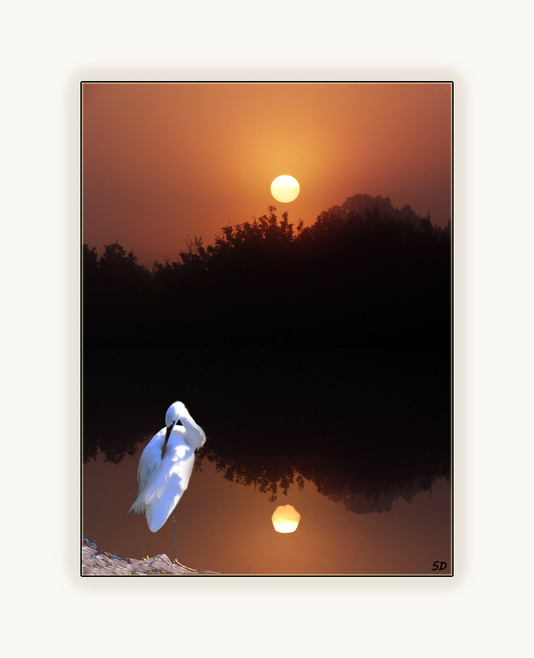 L'aigrette au clair de lune