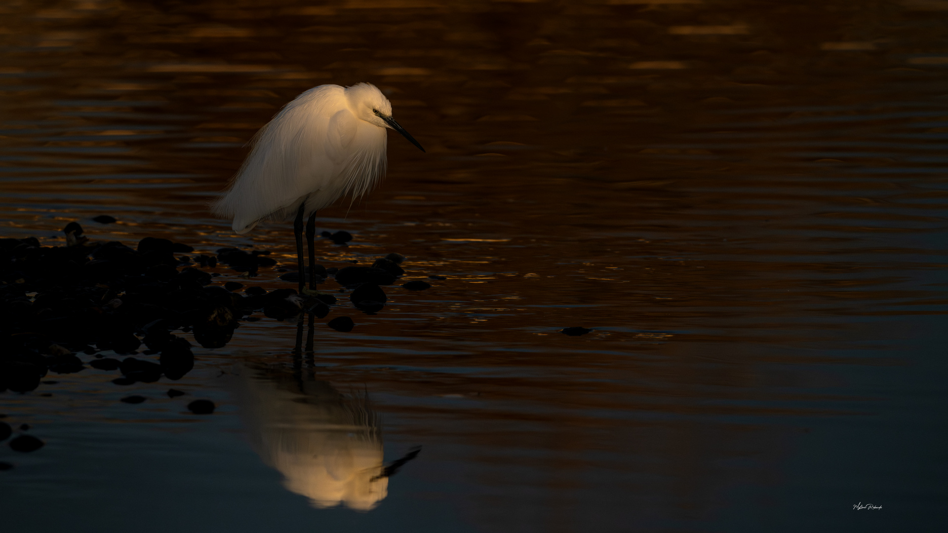 L'aigrette au  lever du jour