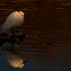 L'aigrette au  lever du jour