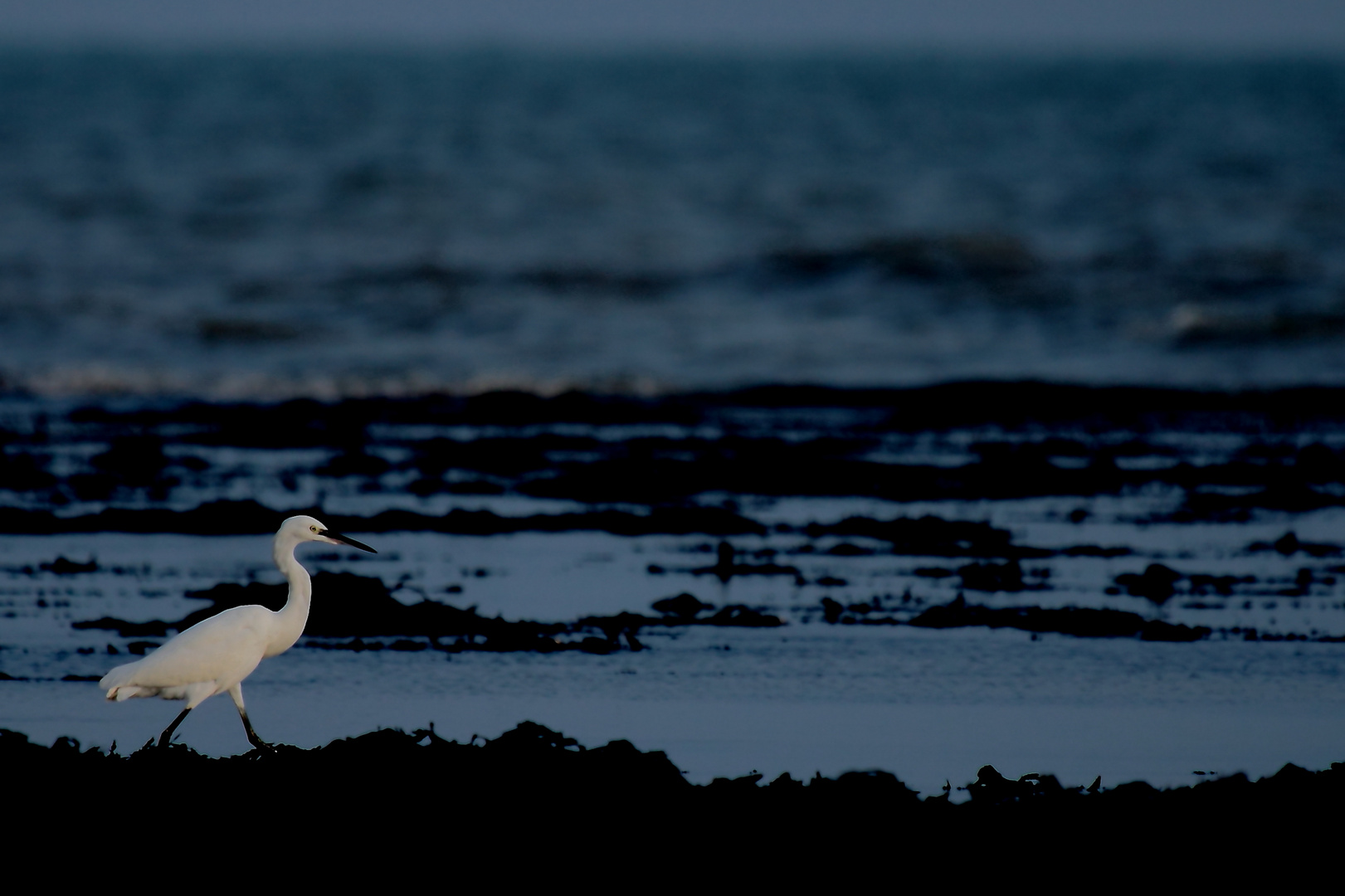 l'Aigrette Blanche