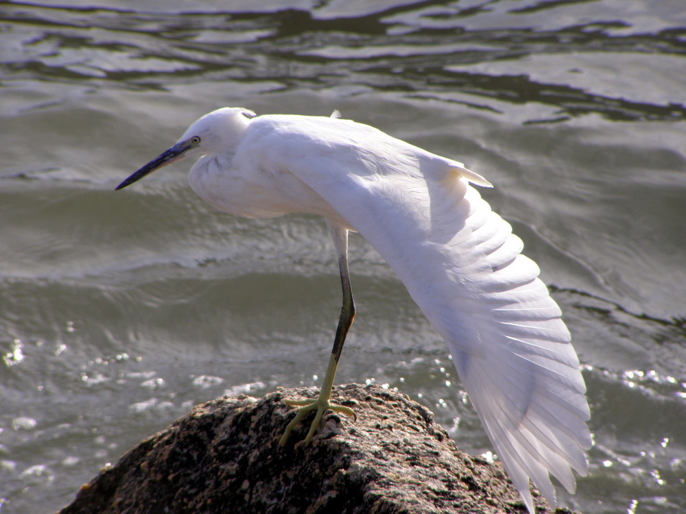 L'aigrette