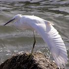 L'aigrette