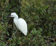 L'aigrette !