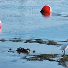 L'aigrette dans le port !