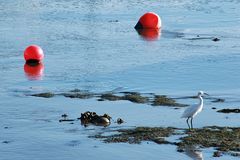 L'aigrette dans le port !