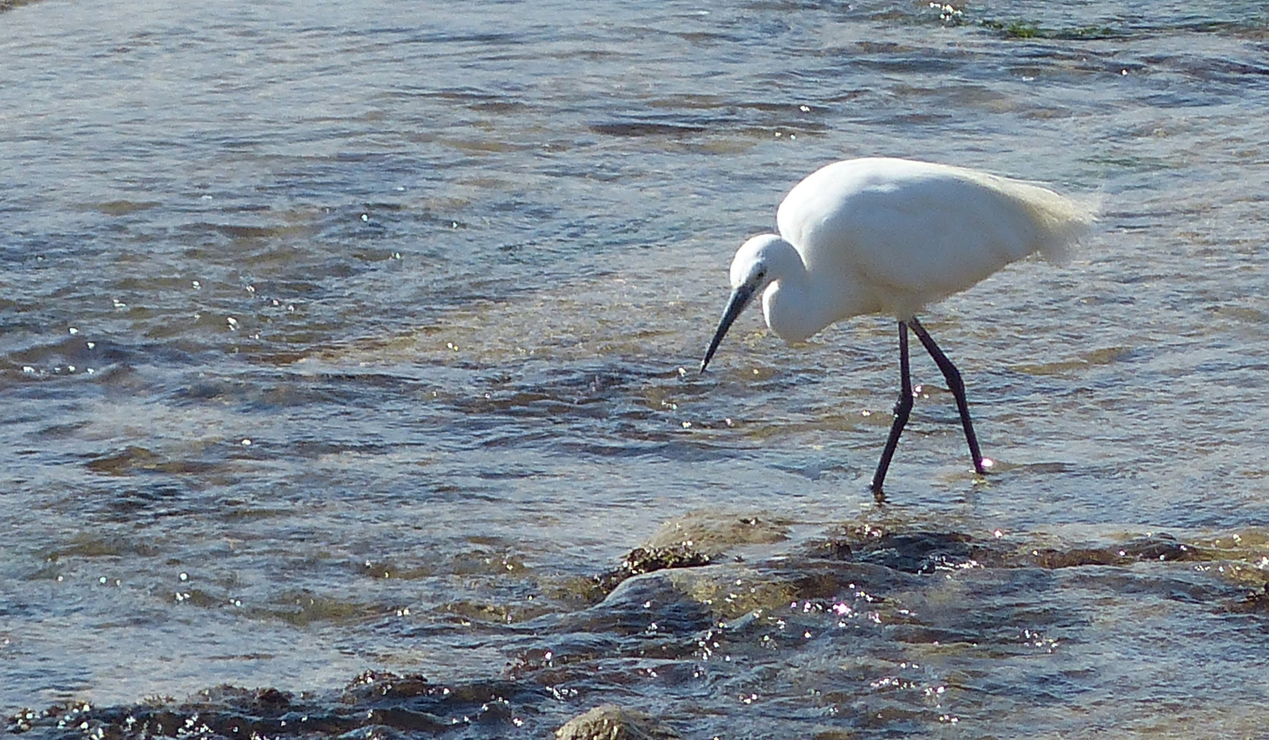 L'AIGRETTE dans le port