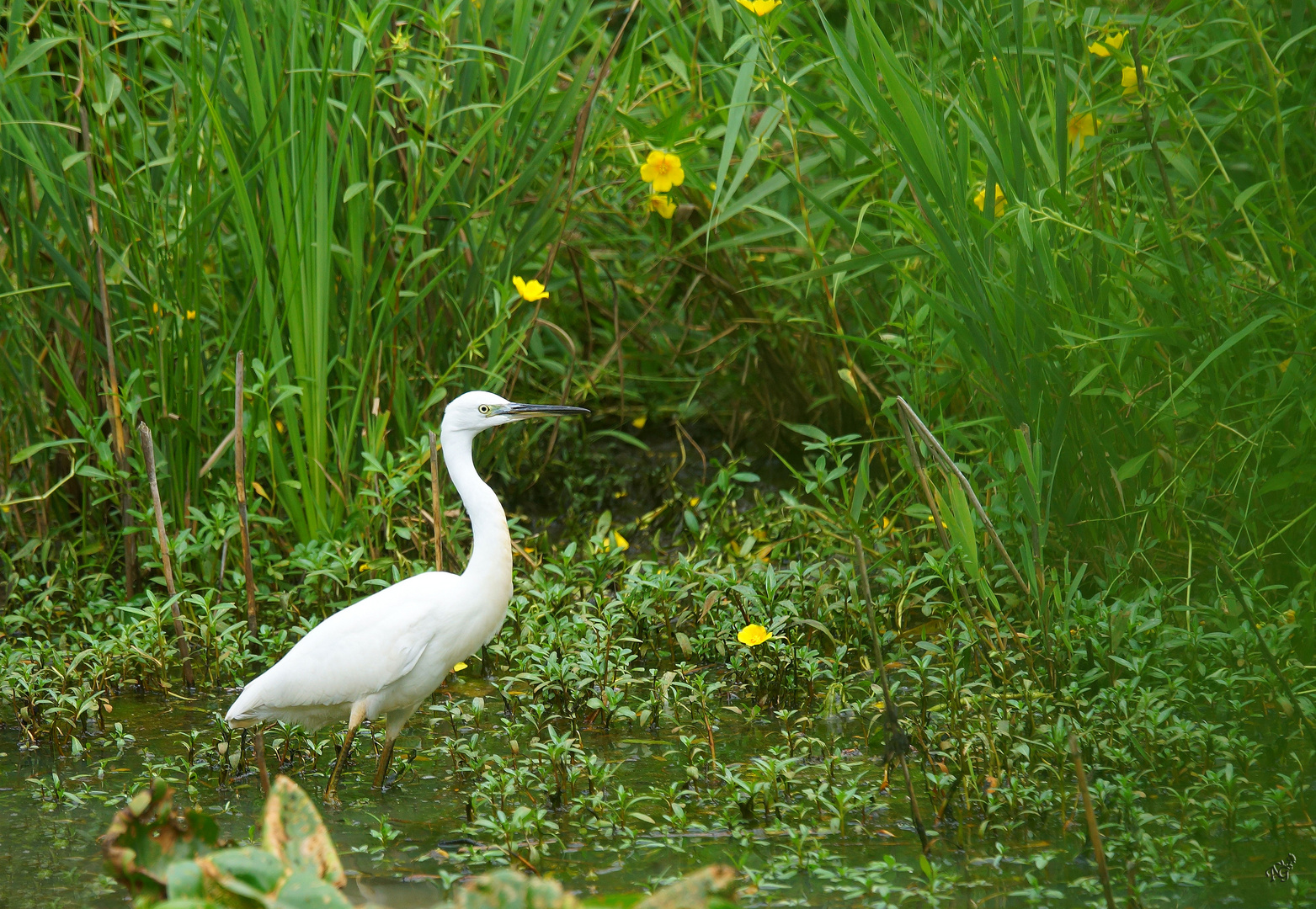 L'aigrette dans son milieu naturel