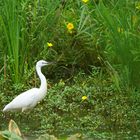 L'aigrette dans son milieu naturel