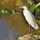 L'aigrette du dimanche