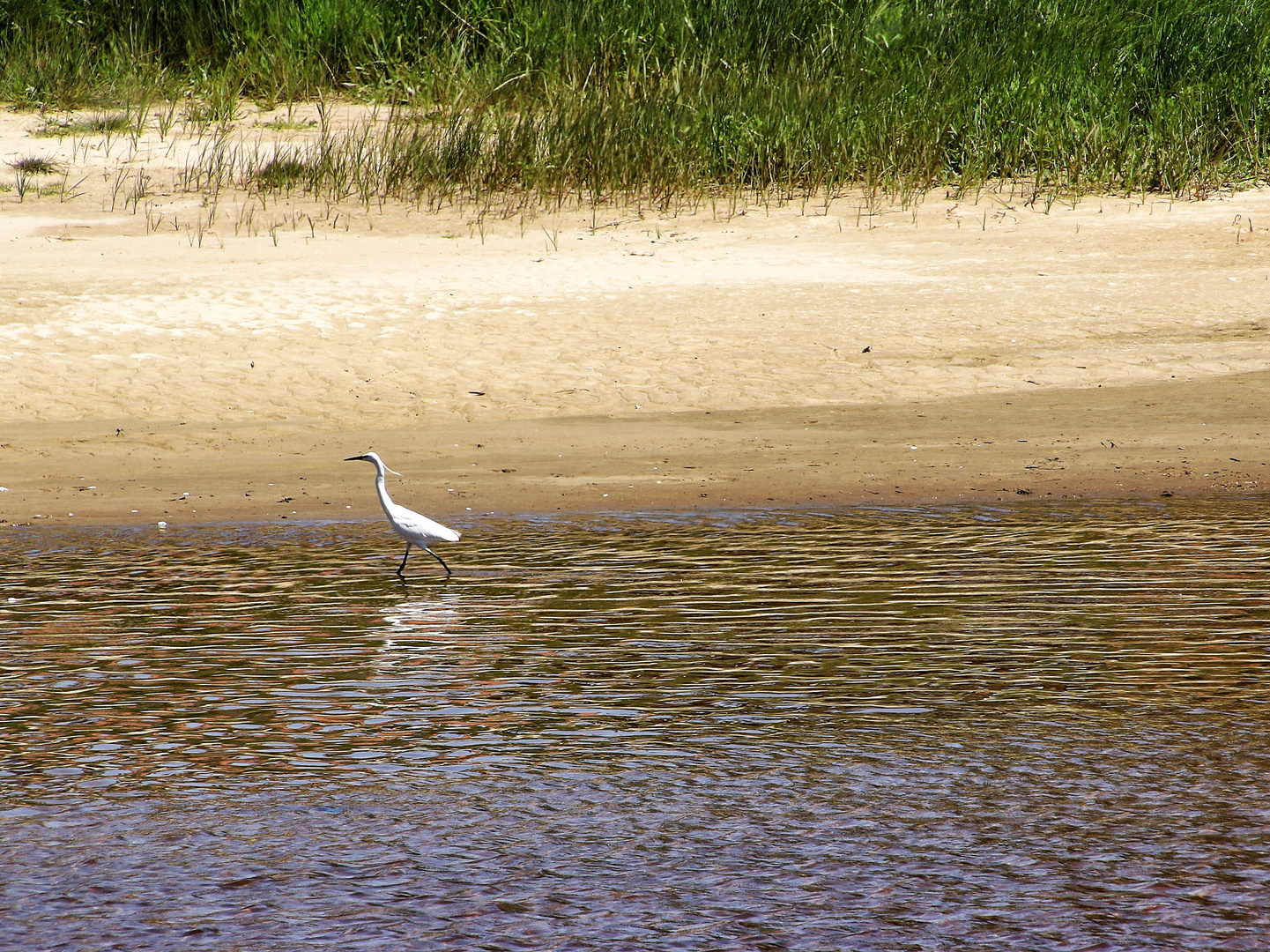 l'aigrette en déconfinement !!!