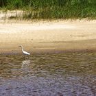 l'aigrette en déconfinement !!!