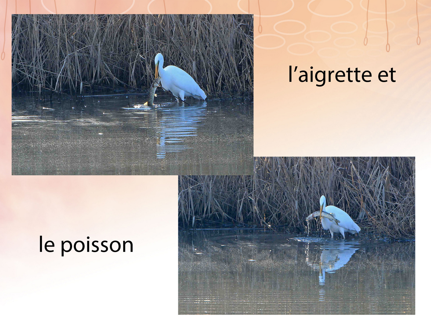 l'aigrette et le poisson 1