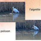 l'aigrette et le poisson 1
