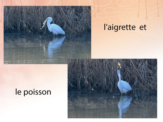 l'aigrette et le poisson 2