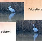 l'aigrette et le poisson 2