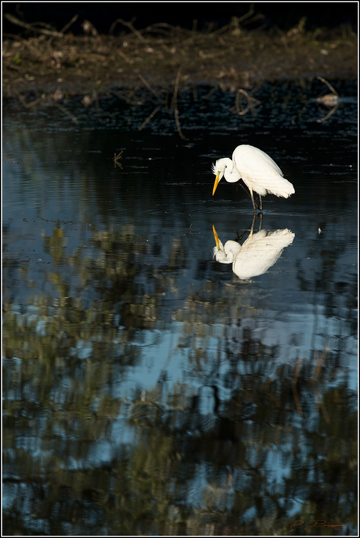 L'aigrette et son reflet