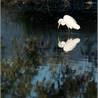 L'aigrette et son reflet