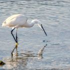 L'aigrette