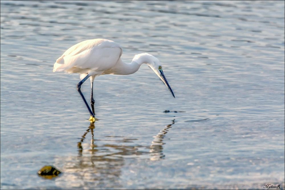 L'aigrette