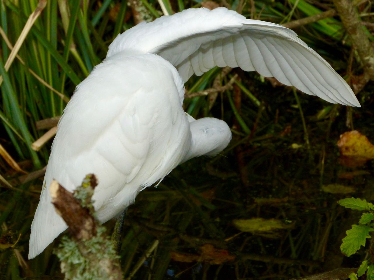 L'aigrette fait sa toilette