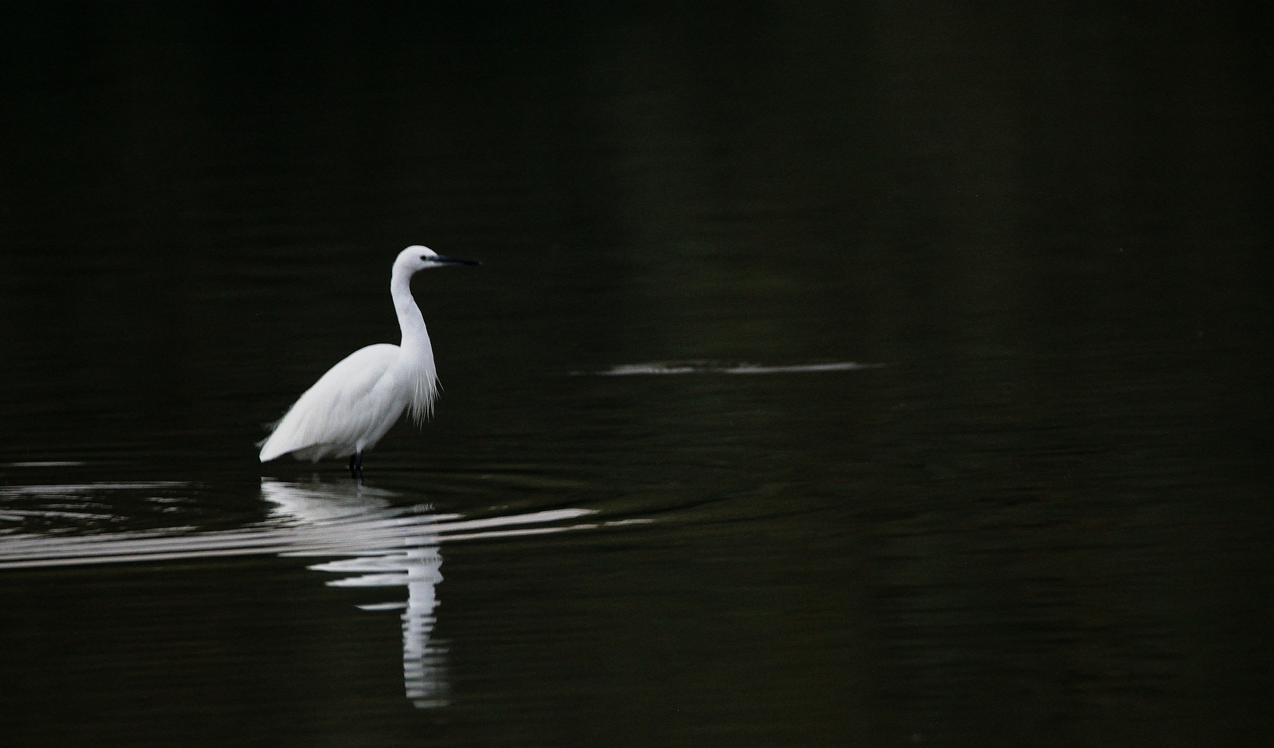 l'aigrette garzette