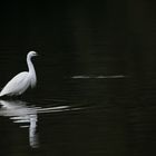 l'aigrette garzette