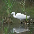 L'aigrette garzette