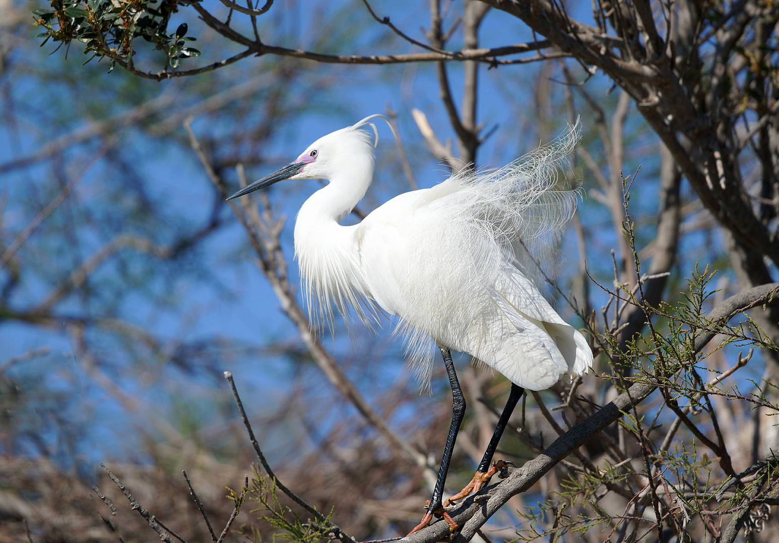 l'aigrette garzette