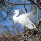 l'aigrette garzette