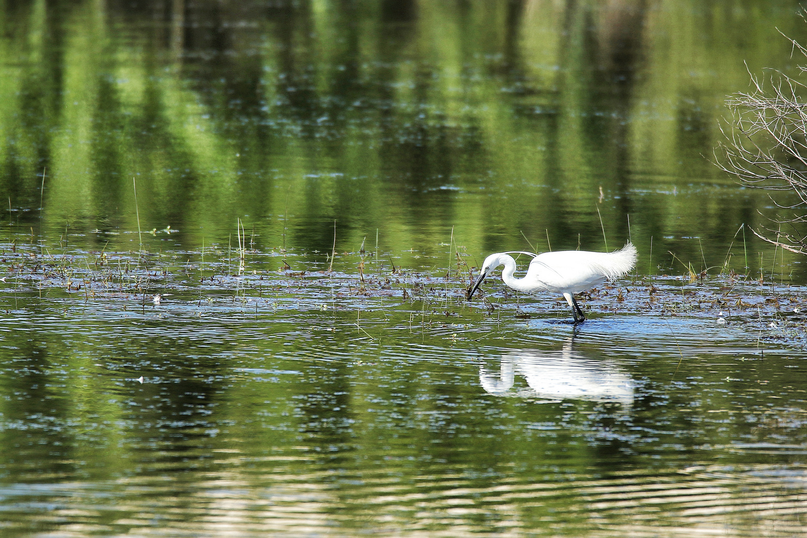 l'aigrette garzette !!!