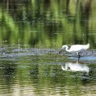 l'aigrette garzette !!!