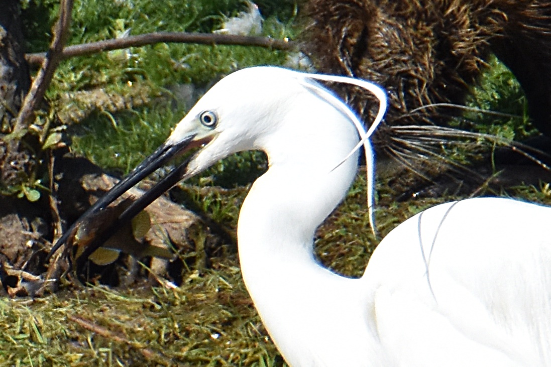 L'Aigrette Garzette