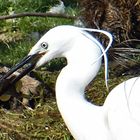 L'Aigrette Garzette