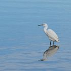 l'aigrette garzette ....